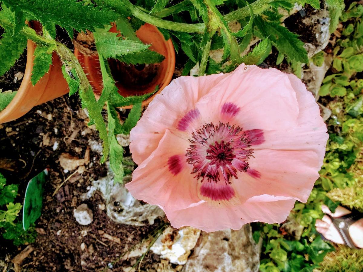 Bed and Breakfast Rose Farm Гонітон Екстер'єр фото